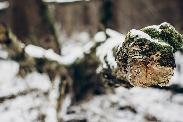 Snow Algae for Skin Care